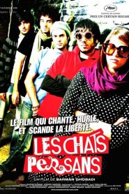 Les chats persans