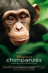 Chimpanzés