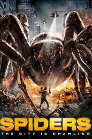 Spiders